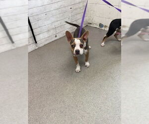 American Pit Bull Terrier-Unknown Mix Dogs for adoption in San Bernardino, CA, USA