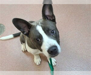 American Pit Bull Terrier-Unknown Mix Dogs for adoption in Ogden, UT, USA