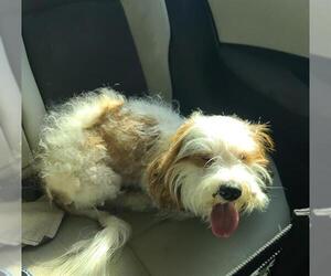 Shih Tzu Dogs for adoption in San Antonio, TX, USA