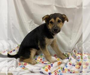 German Shepherd Dog-Unknown Mix Dogs for adoption in Modesto, CA, USA