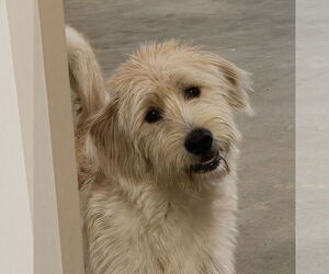 Goldendoodle Dogs for adoption in Social Circle, GA, USA