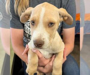 American Pit Bull Terrier-Unknown Mix Dogs for adoption in Rockwall, TX, USA