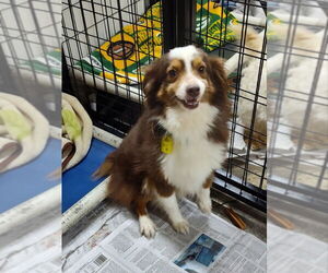 Australian Shepherd Dogs for adoption in Mukwonago, WI, USA