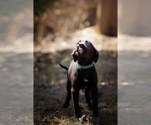 Labrador Retriever-Unknown Mix Dogs for adoption in Belleville, IL, USA
