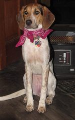 Medium Photo #1 Bluetick Coonhound-Coonhound Mix Puppy For Sale in Belleuve, NE, USA
