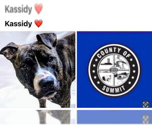 American Pit Bull Terrier Dogs for adoption in Akron, OH, USA