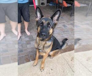 German Shepherd Dog Dogs for adoption in Groveland, FL, USA