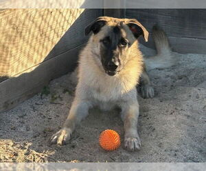 Anatolian Shepherd-Unknown Mix Dogs for adoption in Santa Cruz, CA, USA