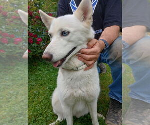 Medium Photo #1 - Mix Puppy For Sale in Aurora, IN, USA