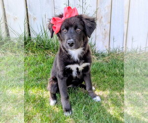 Border Collie Dogs for adoption in Sandy, UT, USA