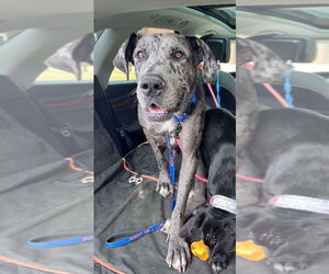 Great Dane Dogs for adoption in Bullard, TX, USA