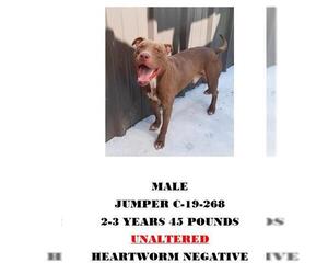 American Staffordshire Terrier Dogs for adoption in Chester, SC, USA
