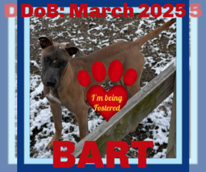 Mutt Dogs for adoption in Sebec, ME, USA