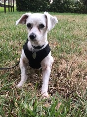 Maltipoo Dogs for adoption in Davie, FL, USA