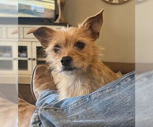Mutt Dogs for adoption in Grafton, WI, USA