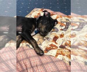 Medium Photo #1 English Springer Spaniel-Unknown Mix Puppy For Sale in Sheboygan, WI, USA