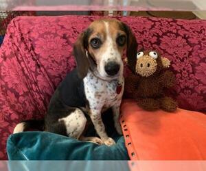 Medium Photo #1 Beagle Puppy For Sale in Mechanicsburg, PA, USA