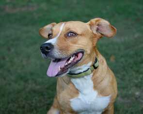 Mutt Dogs for adoption in Woodstock, GA, USA