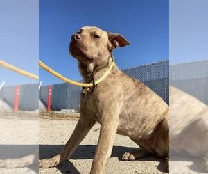 American Pit Bull Terrier Dogs for adoption in Bakersfield, CA, USA