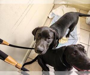 Labrador Retriever-Unknown Mix Dogs for adoption in Pasadena, CA, USA