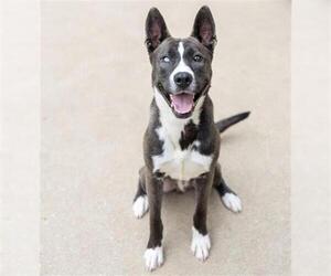 Akita-Unknown Mix Dogs for adoption in Aurora, IL, USA