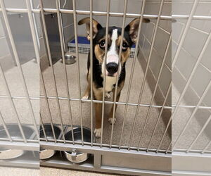 Huskies -Unknown Mix Dogs for adoption in Virginia Beach, VA, USA