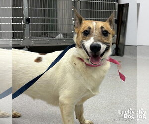 Jack Russell Terrier-Unknown Mix Dogs for adoption in Washington, DC, USA