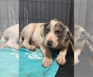 Catahoula Leopard Dog-Unknown Mix Dogs for adoption in Mobile, AL, USA