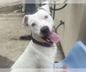 Mutt Dogs for adoption in Martinez, CA, USA