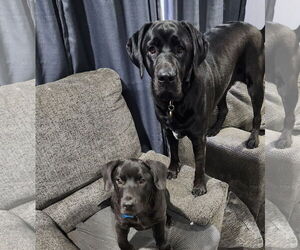 Labrador Retriever-Unknown Mix Dogs for adoption in Plainfield, IL, USA