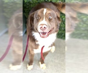 Border Collie Dogs for adoption in Bakersfield, CA, USA