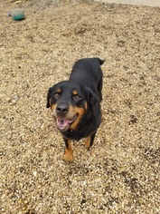 Medium Photo #1 Rottweiler Puppy For Sale in Mooresville, NC, USA