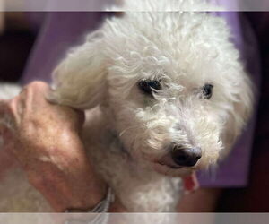 Mutt Dogs for adoption in Lewistown, PA, USA