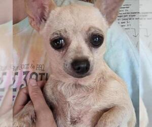 Chihuahua Dogs for adoption in Overland Park, KS, USA