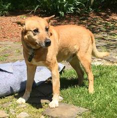 German Shepherd Dog-Unknown Mix Dogs for adoption in Bealeton, VA, USA
