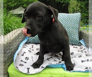 Labrador Retriever-Unknown Mix Dogs for adoption in Grovertown, IN, USA