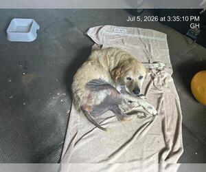 Labrador Retriever Dogs for adoption in Ocala, FL, USA