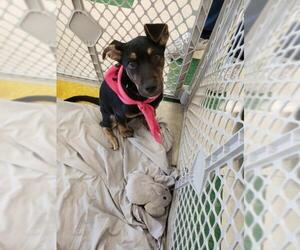 Mutt Dogs for adoption in Tampa , FL, USA