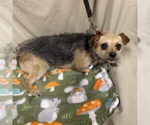Mutt Dogs for adoption in Modesto, CA, USA