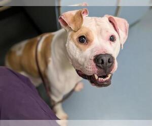 American Bulldog-Unknown Mix Dogs for adoption in Denver, CO, USA