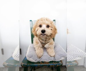 Poochon Dogs for adoption in St. Louis Park, MN, USA