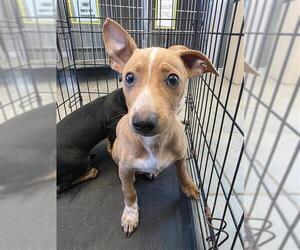 Chihuahua Dogs for adoption in San Antonio, TX, USA