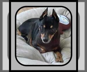 Miniature Pinscher Dogs for adoption in Caldwell, NJ, USA
