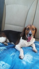 Medium Photo #1 Beagle Puppy For Sale in Doylestown, PA, USA
