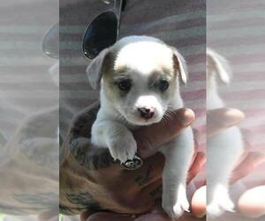Rat-Cha Dogs for adoption in Gulfport, MI, USA