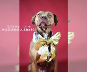 Mutt Dogs for adoption in Bakersfield, CA, USA