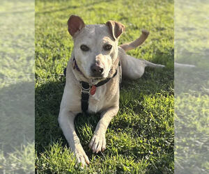 Mutt Dogs for adoption in Petaluma, CA, USA