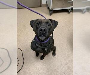 Labrador Retriever-Unknown Mix Dogs for adoption in Saginaw, MI, USA