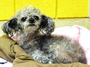 Poodle (Miniature) Dogs for adoption in Raleigh, NC, USA