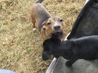Mutt Dogs for adoption in Mobile, AL, USA
